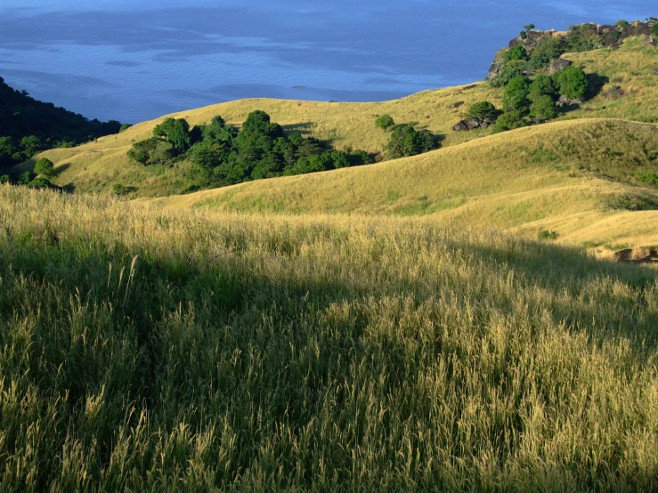 a hilly area with trees and shrubs on the side