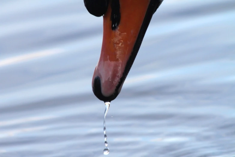 a large swan's head with drops of water coming out