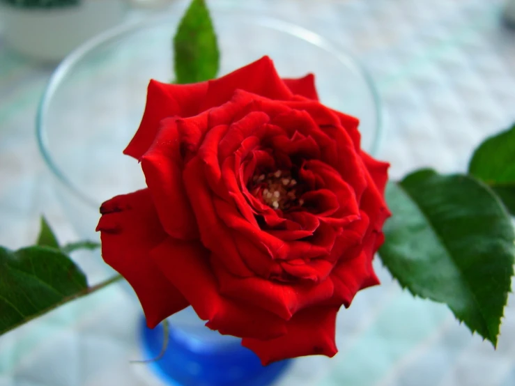 an red rose sitting in a vase next to the table