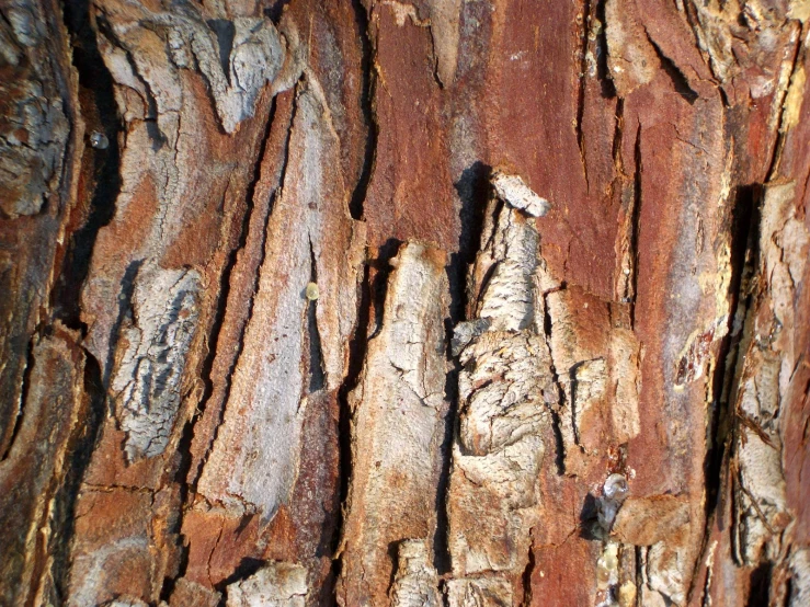 a close up view of the bark on a tree