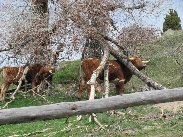 two brown cows standing next to each other