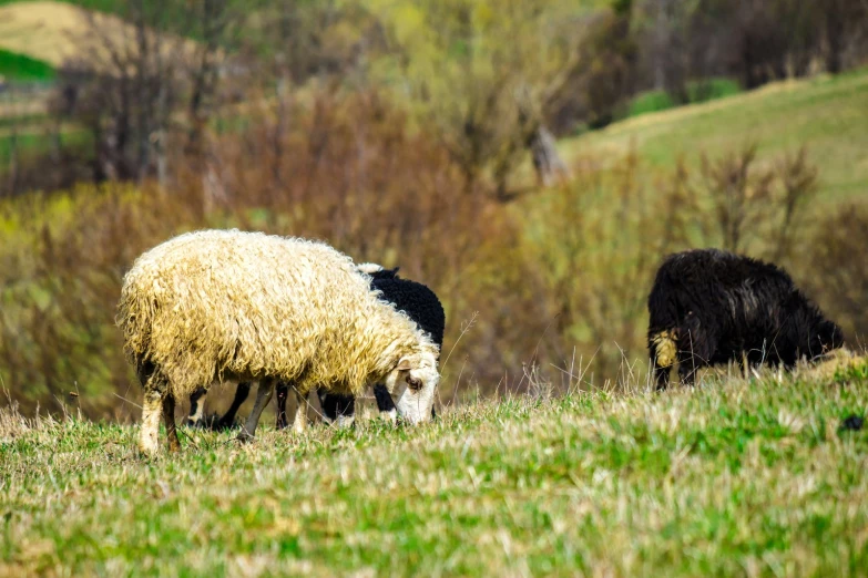 a couple of sheep are grazing in the grass