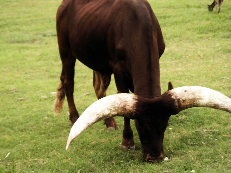 a long horn steer is grazing in a pasture