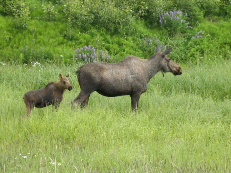 an adult moose and a baby moose walking through a field