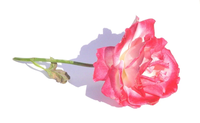 an extreme close up s of pink rose flower