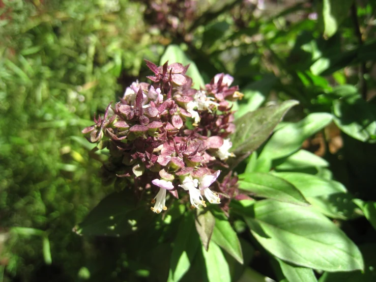 a close up of a flower with lots of leaves