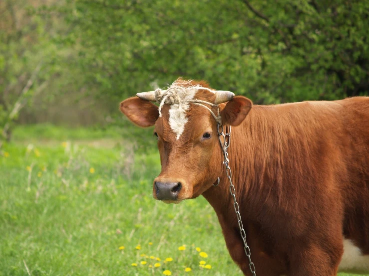 a cow with a chain around its neck outside