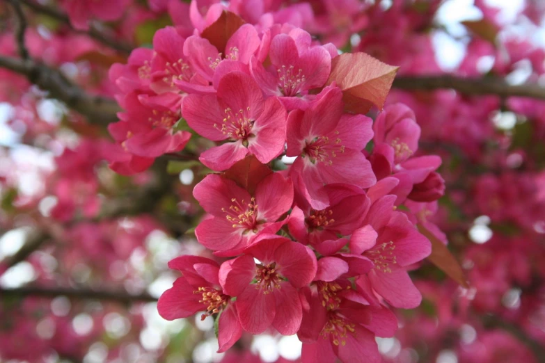 some pink flowers on a tree and in the air