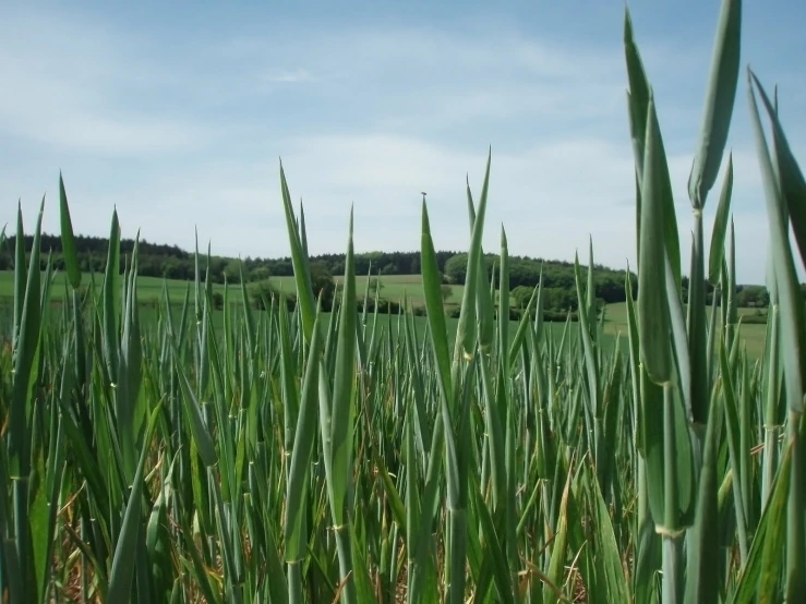 green blades of the plants that grow on the ground