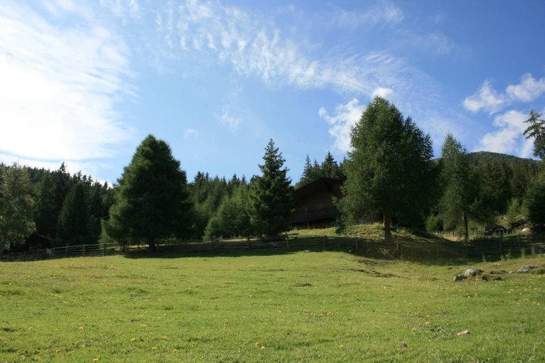 a lush green field with trees in the background