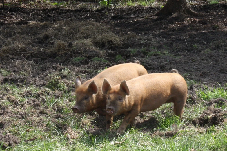 a couple of pigs are standing in a grassy field