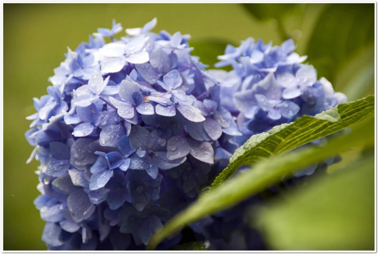 a blue flower sitting next to a green plant