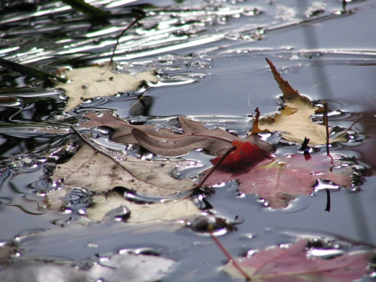 leaves and water droplets sitting on the surface