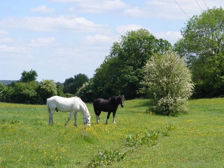 two horses in grassy area eating grass with trees behind them