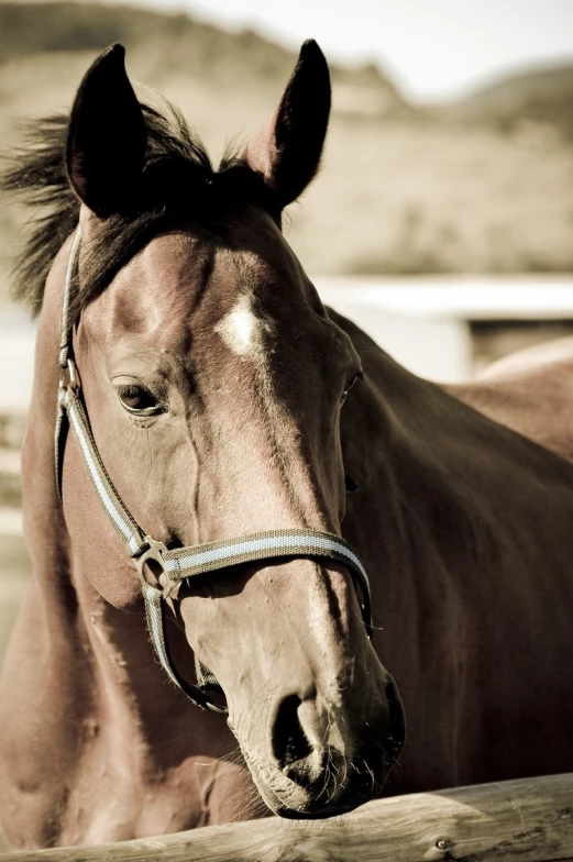 a horse that is standing in the dirt