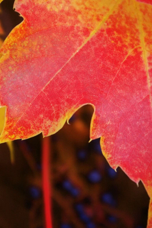 a close up picture of a colorful, yellow and red leaf