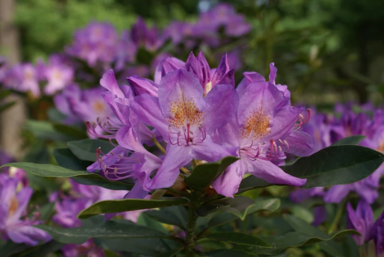 purple flowers in bloom and green leaves