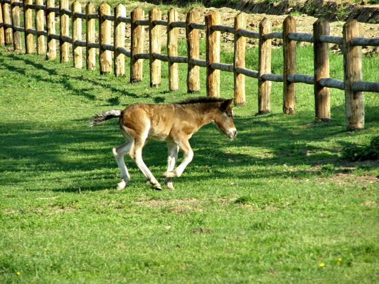 a horse is running through a grassy field