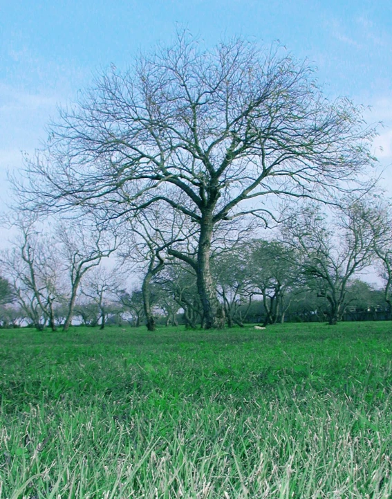 a horse is grazing in the grass in front of a lone tree