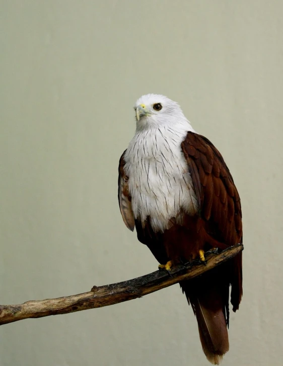 a beautiful white bird perched on a stick