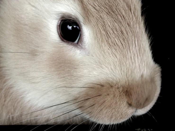 a close up image of a rabbit's face