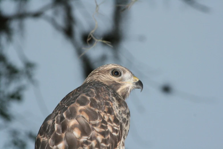 an adult hawk is perched up near the tree