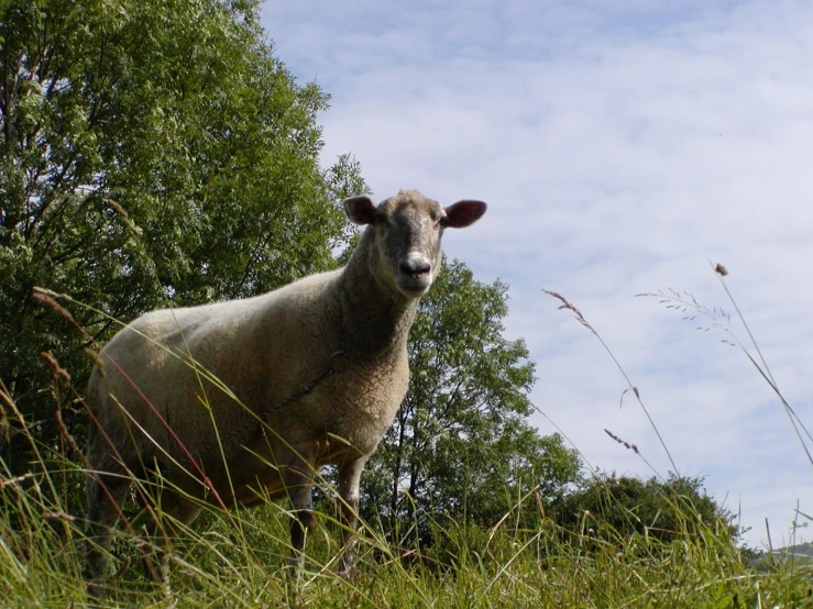 a sheep is staring into the camera while standing alone in tall grass