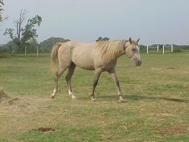 the lone horse is walking around in the pasture