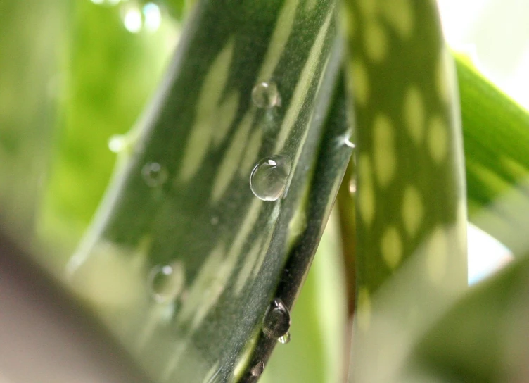 a leaf with drops of water on it