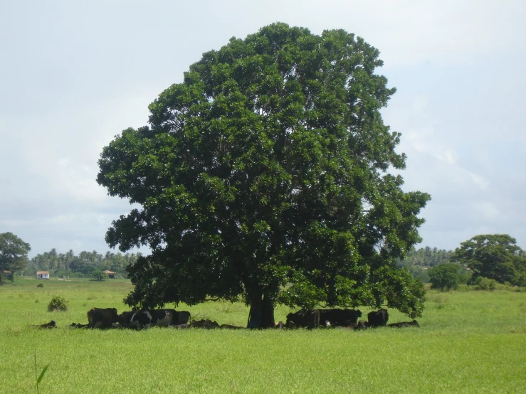 a field full of cows beneath a large, leafy tree