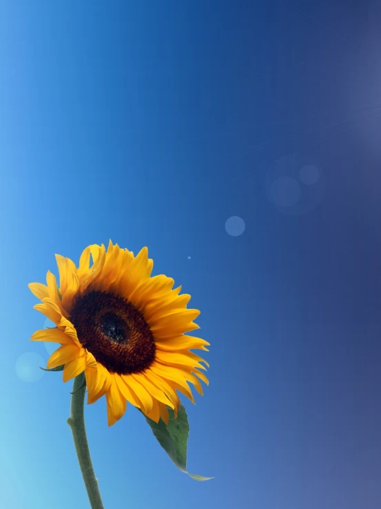 the back side of a sunflower in front of a blue sky