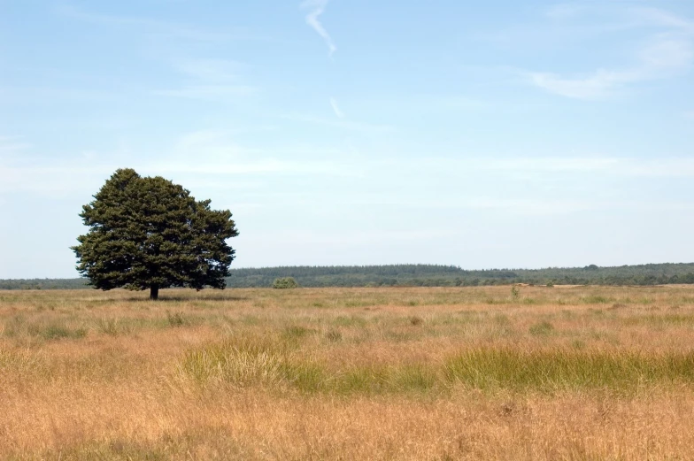 a lone tree on a vast, grassy plain