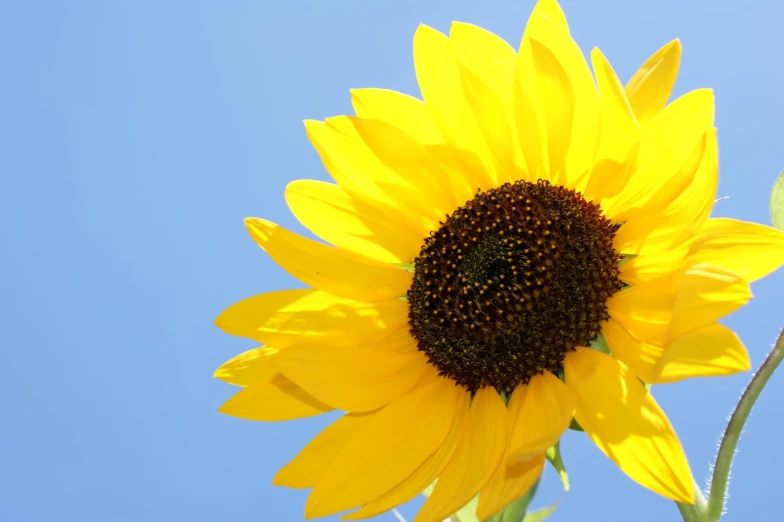 a large yellow sunflower sitting under a blue sky