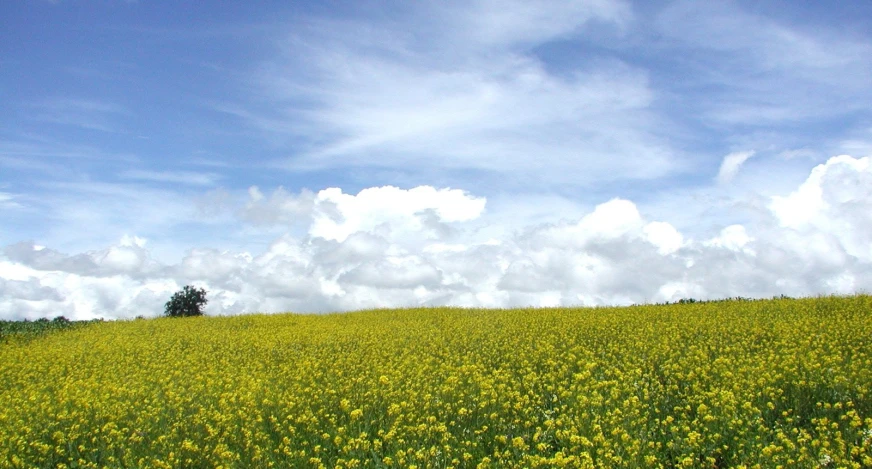 a field filled with lots of yellow flowers under cloudy skies