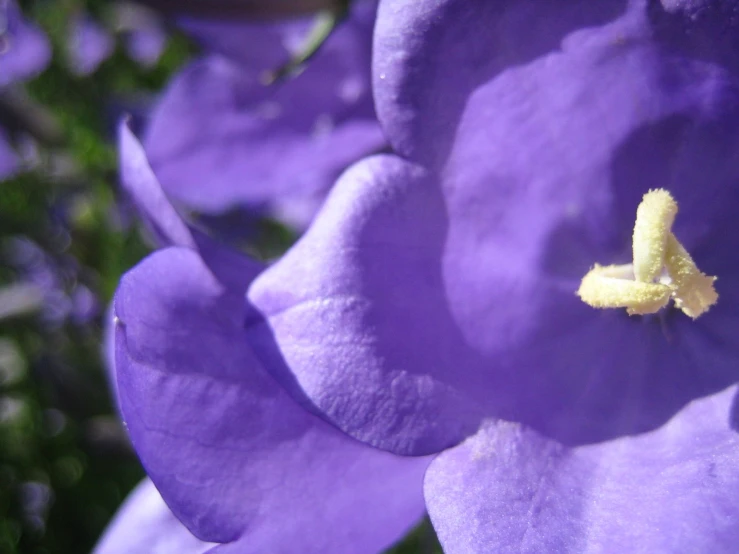 close up view of purple flower with yellow stamen