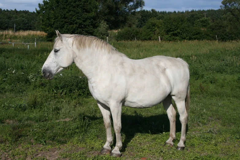 a white horse is in an open field