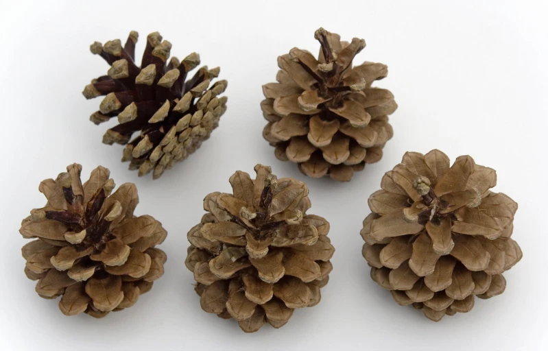 four different types of pine cones are on a white surface
