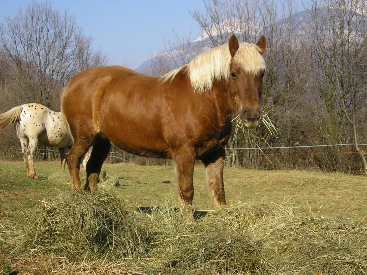 two horses are eating grass in a fenced in area