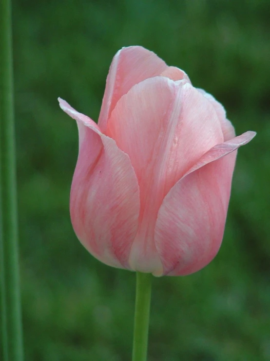 a flower on a stalk with grass in the background