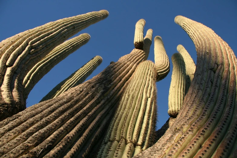 an image of a huge cactus with large limbs