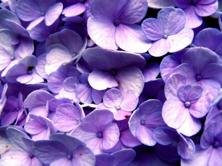 a close up view of lilac flowers