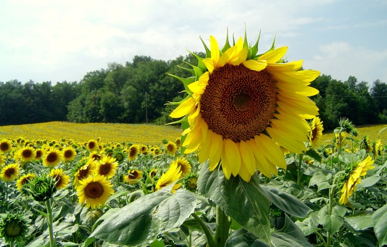 large sunflowers in the middle of a field of yellow flowers