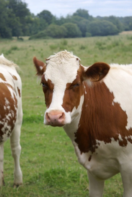 the brown and white cows stand next to each other on a field