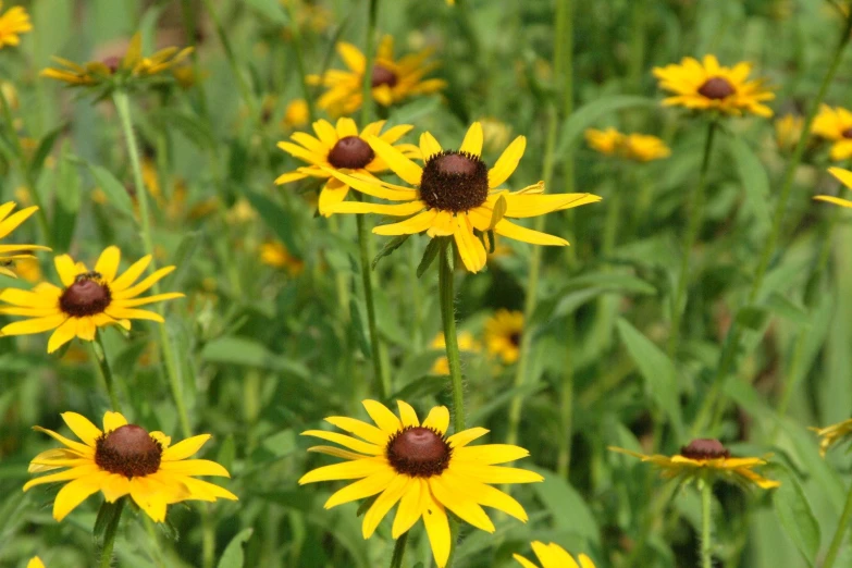 a lot of flowers that are sitting in the grass