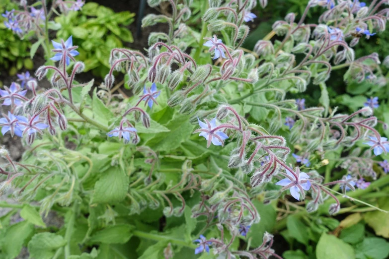 a close up of blue flowers on a plant