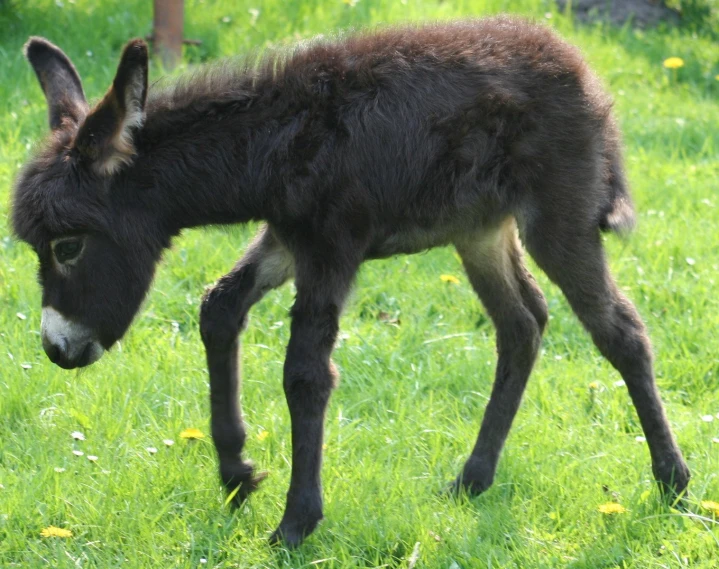 a small donkey walking on a lush green field