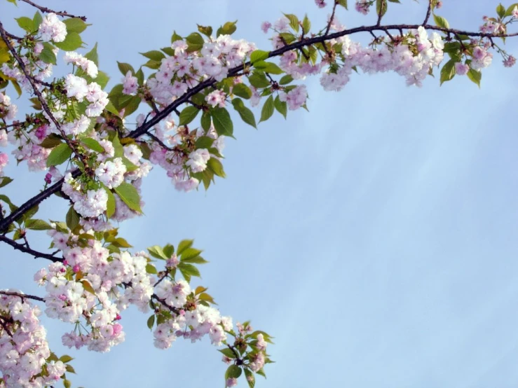 close up image of flowers on a tree