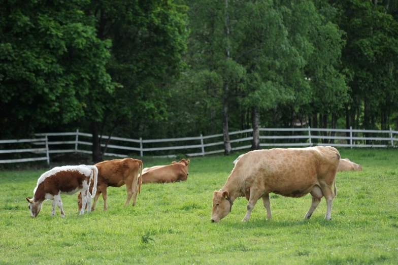 three cows grazing in the pasture together