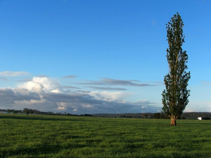 a big tree standing in the middle of a grassy field