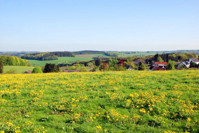 a field with yellow flowers and small houses